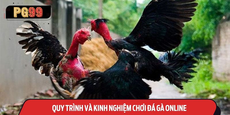 Quy Trình và Kinh Nghiệm Chơi Đá Gà Online