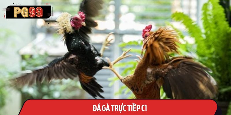 Đá Gà Trực Tiếp C1: Tận Hưởng Từ Các Trận Cầu Nảy Lửa