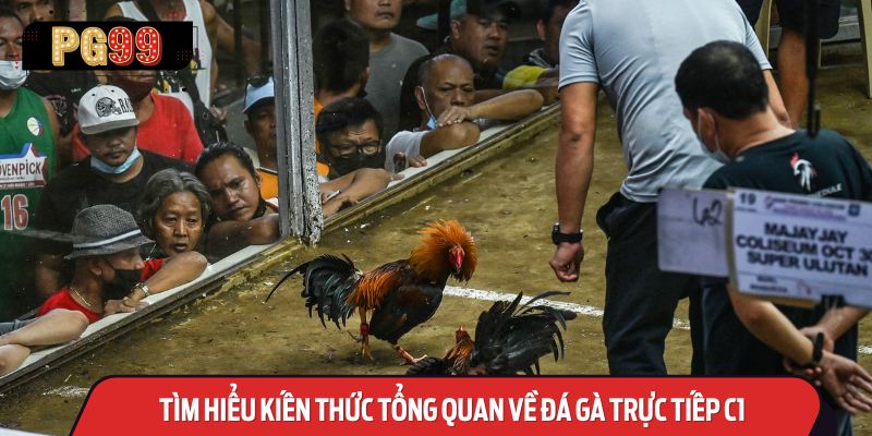 Tìm Hiểu Kiến Thức Tổng Quan Về Đá Gà Trực Tiếp C1 Và Những Điểm Đáng Chú Ý