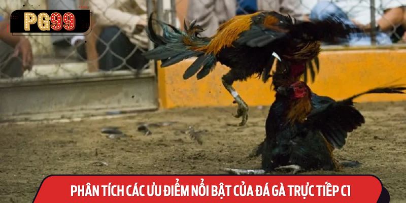 Phân Tích Các Ưu Điểm Nổi Bật Của Đá Gà Trực Tiếp C1